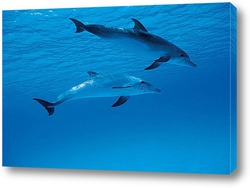  dolphin071