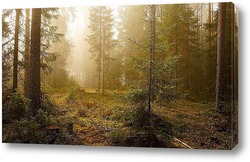   Постер Туманное утро ву лесу