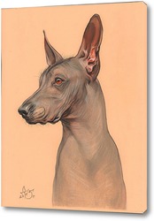   Постер Голая мексиканская собака