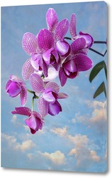   Постер Цветущая гроздь орхидеи пелорик на фоне неба