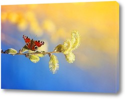   Постер бабочка собирает нектар с вербы