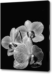  Постер Орхидеи - бабочки 