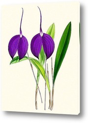   Постер Тропическая орхидея