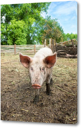    Pig farming raising and breeding of domestic pigs..	