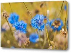  Полевые цветы васильки на голубом фоне 