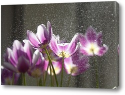   Постер тюльпаны под дождем