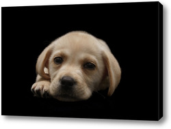   Постер Portrait of a Labrador Retriever dog on an isolated black background.