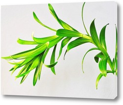   Постер растение