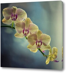   Постер Ветка орхидеи