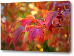   Постер Яркие , осенние листья клёна
