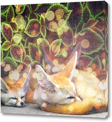   Постер Спящие лисички