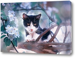   Постер котенок на яблоне