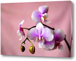  Постер Орхидея розовая