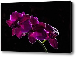   Постер орхидея    