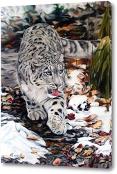    Снежный леопард