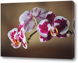   Постер Орхидея фаленопсис Наоми