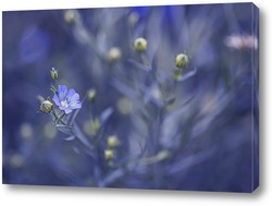   Постер Голубые цветочки
