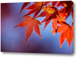   Постер Осень красна