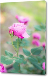   Постер Розовые розы