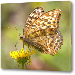  Постер Бабочка на цветке 