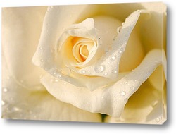  белые розы