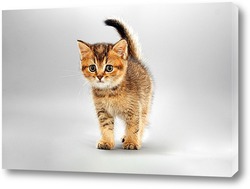   Постер котик