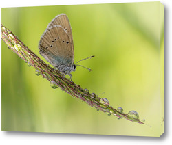   Постер Бабочка на колосе растения с каплями росы