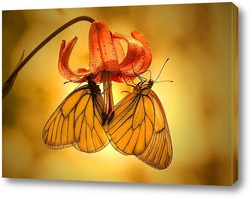   Постер Бабочки на цветке лилии