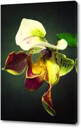  Орхидея пафиопедилюм Лианум