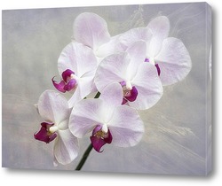   Постер Нежная орхидея