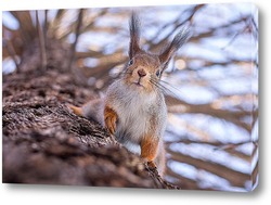  Red squirrel sitting on a tree branch in winter forest and nibbling seeds on snow covered trees background.