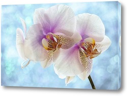    Орхидея фаленопсис утренняя Заря