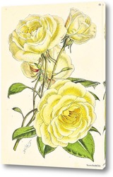   Постер Розы