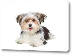    Puppy Maltese lapdog isolated on white background.