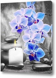  Постер Голубые орхидеи