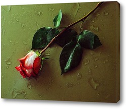   Постер роза на мокром стекле