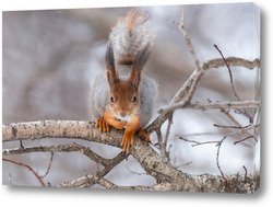   Постер Red squirrel sitting on a tree branch in winter forest and nibbling seeds on snow covered trees background.