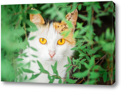   Постер Red Cat with kind green, blue eyes, Little red kitten. Portrait cute red ginger kitten.