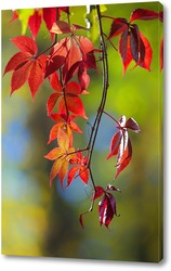   Постер красные листья