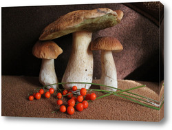   Постер белые грибы