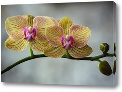   Постер Орхидея фаленопсис Фейерверк