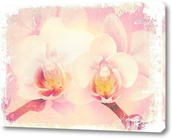    Розовые орхидеи