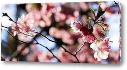    Праздник цветения сакуры