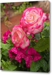   Постер Розовые розы с петуниями