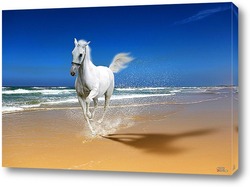    Белый конь