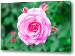   Постер Pink roses in the garden. Floral summer background..