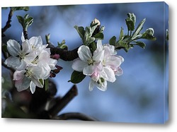   Постер Когда яблони цветут
