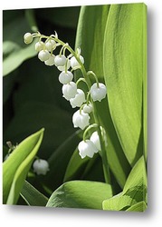  Lily-of-the-valley