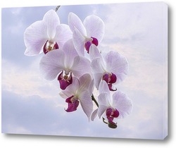    Ветка розовой орхидеи на фоне неба