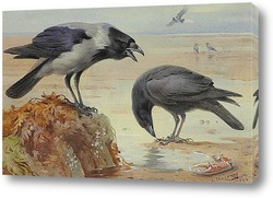   Постер Серая ворона и ворон